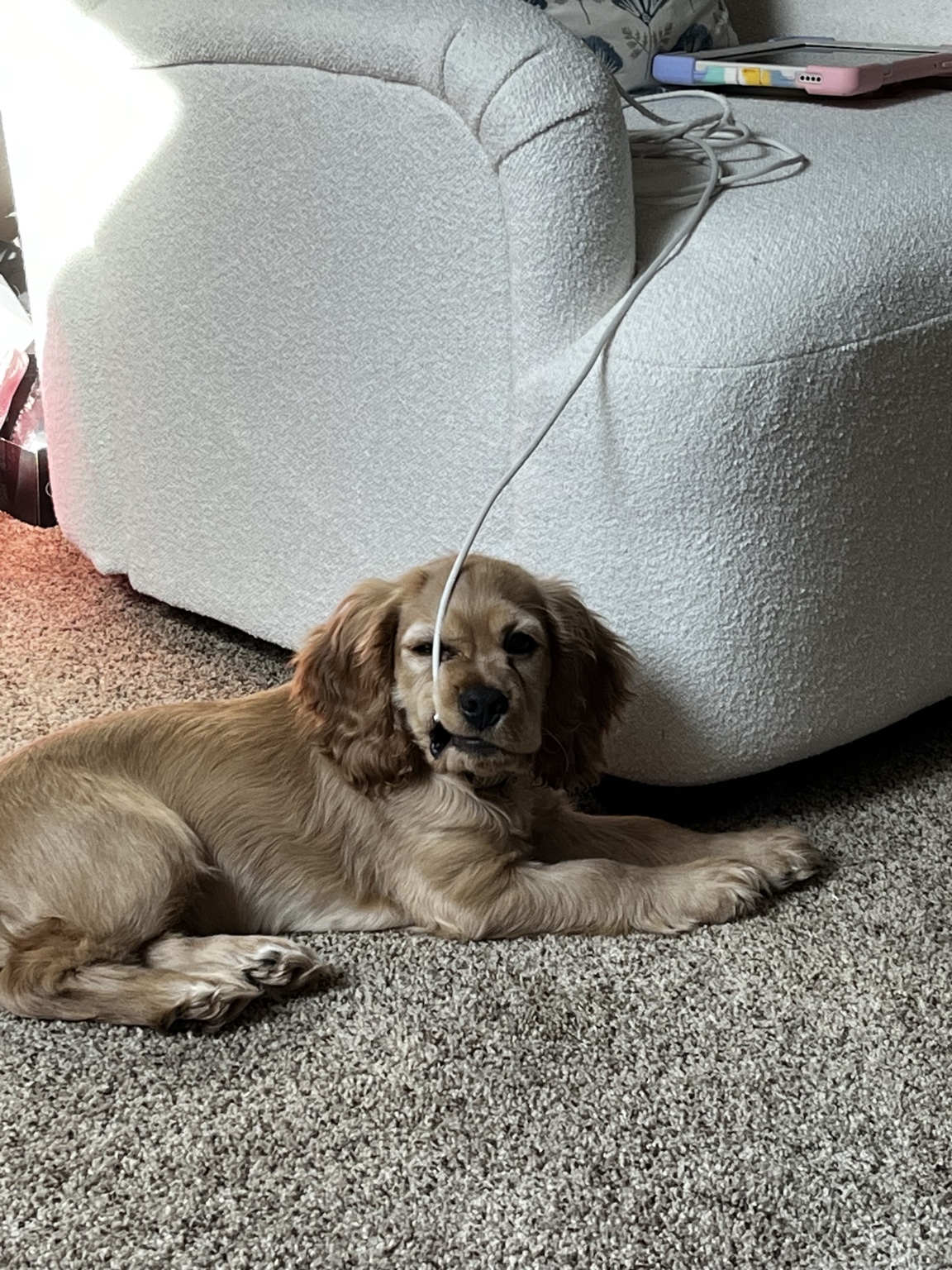 Georgie the dog guarding the lab and chewing on a cord